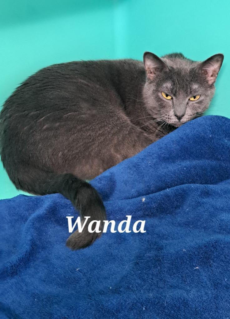 Wanda