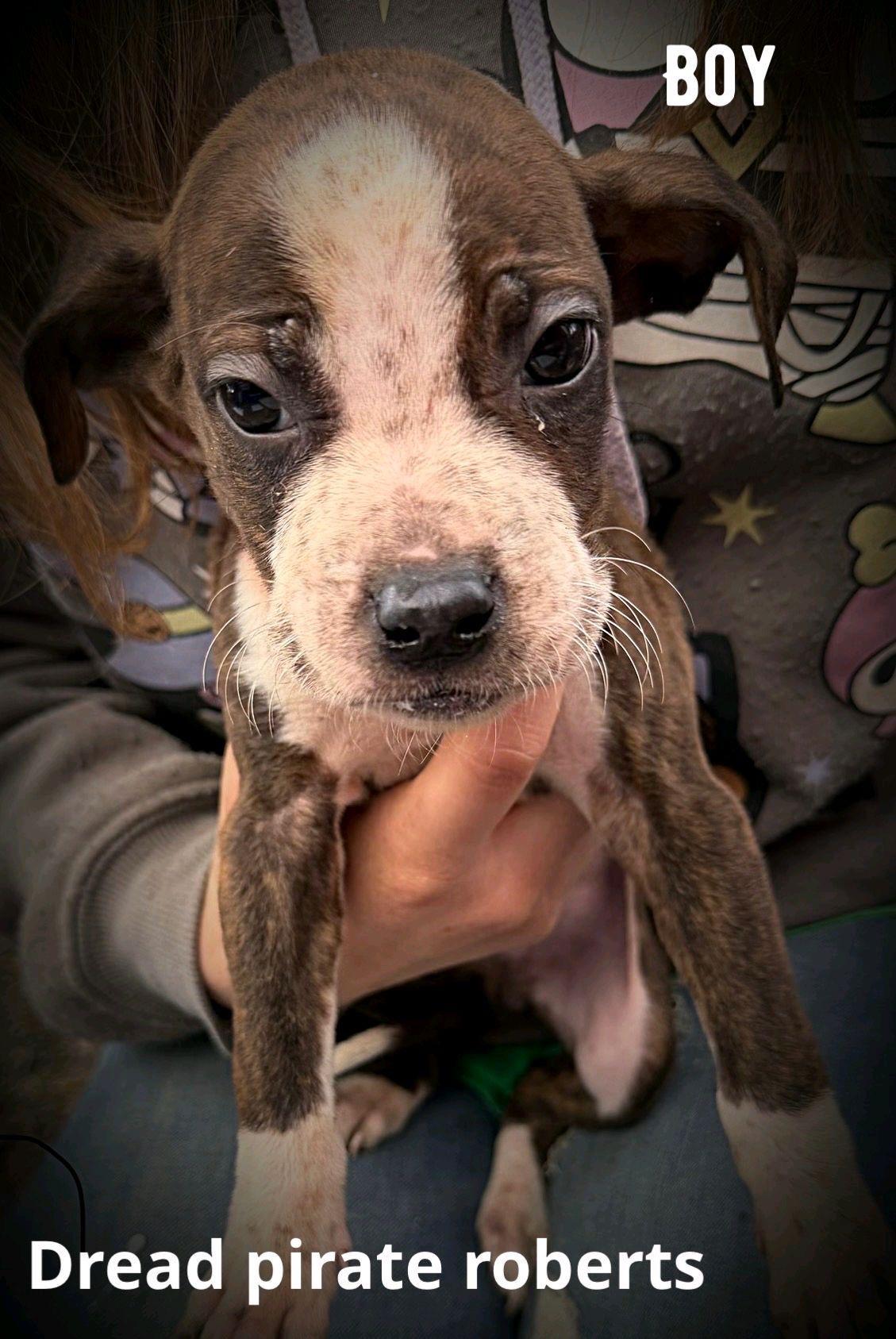 Dread Pirate Roberts