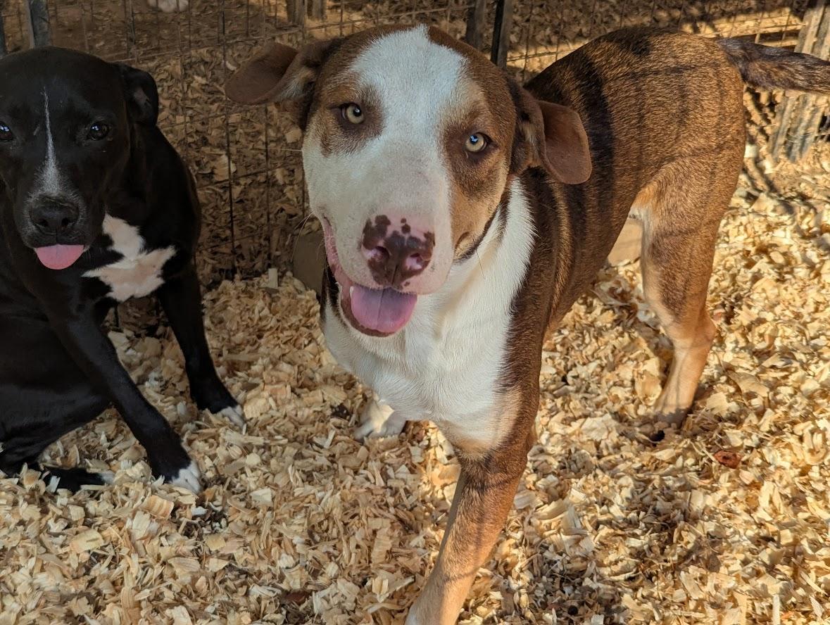 A young large-sized male Labrador Retriever dog named Dusty for adoption in Fosters, AL