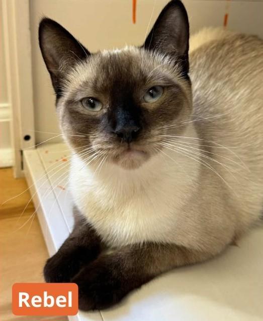 Rebel