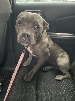 An adult medium-sized female Mixed Breed dog named Peony for adoption in Chamblee, GA