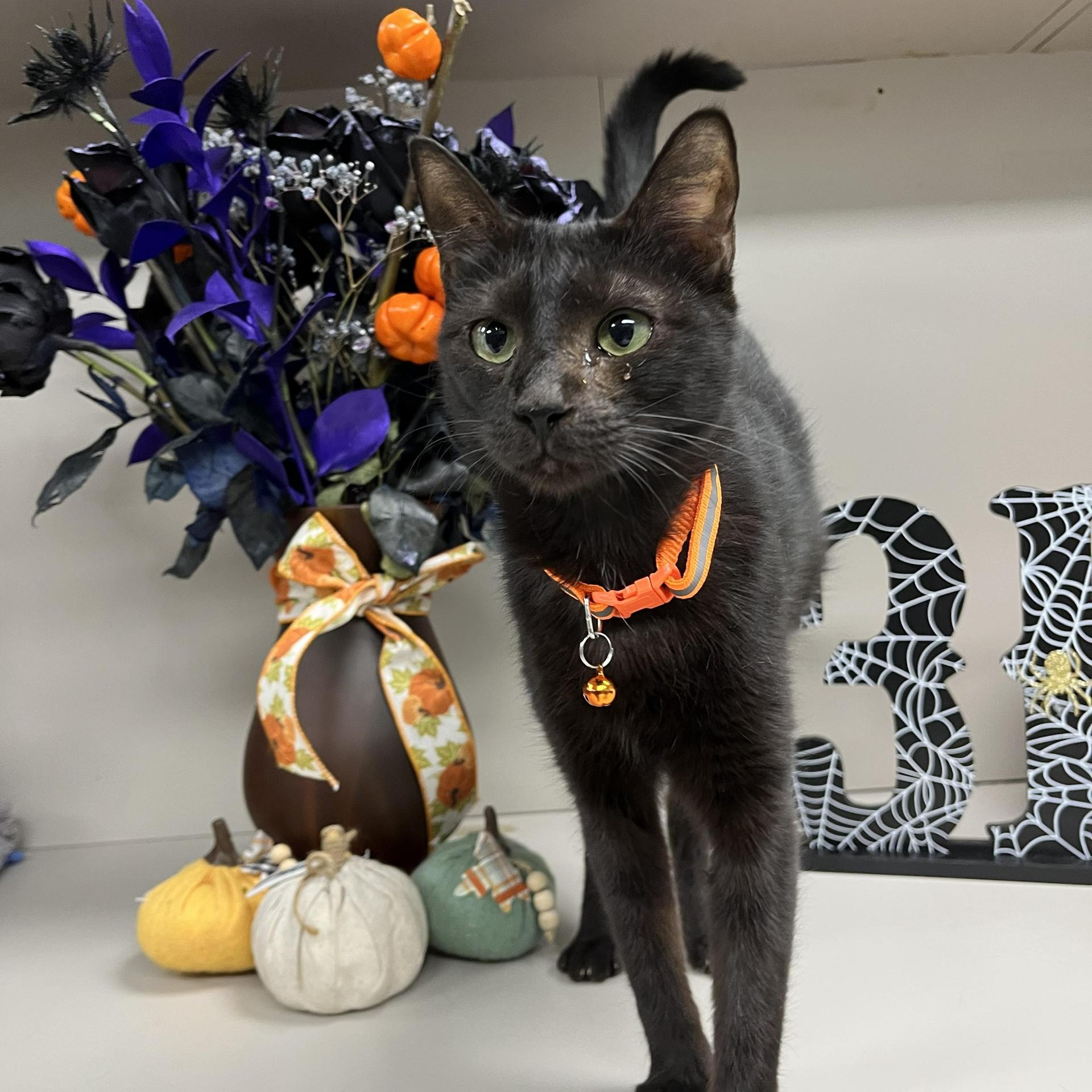A young medium-sized male Domestic Short Hair cat named Billy Thackery for adoption in angleton, TX