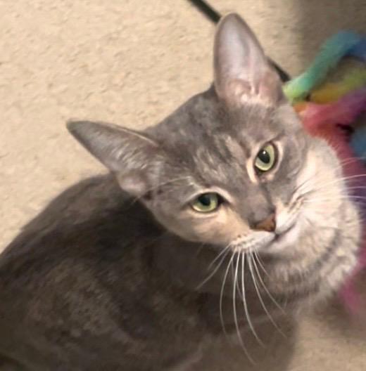 A baby medium-sized female Dilute Tortoiseshell cat named Gizmo Chow Hound for adoption in Grand Rapids, MI