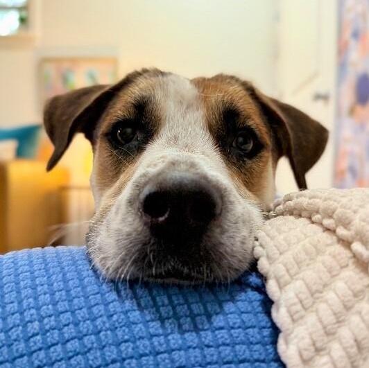 Perla Honey The Snuggle