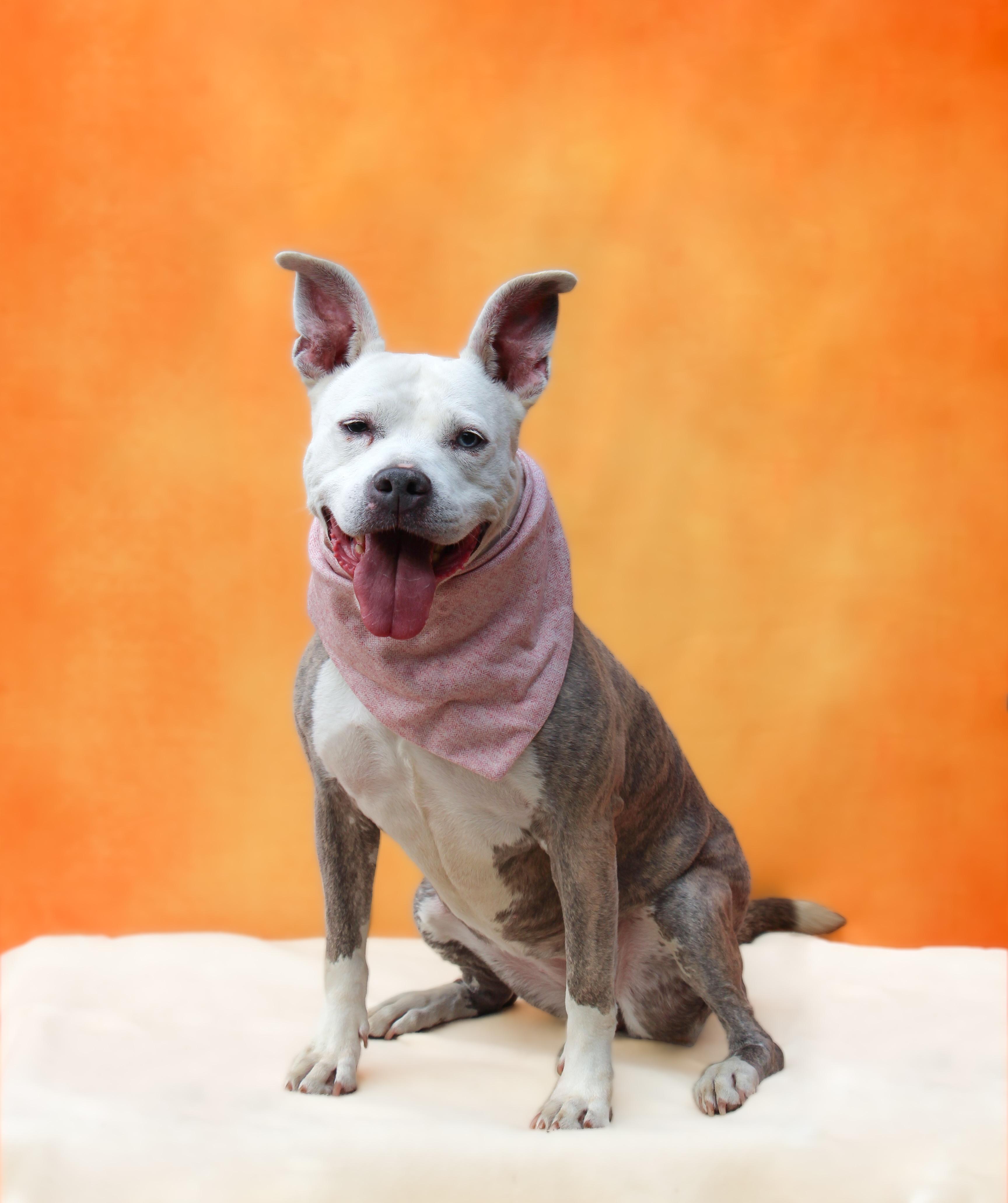 Dixie Long Island photo 1