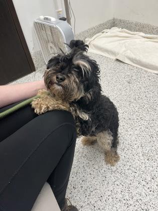 A young small-sized female Mixed Breed dog named Yona for adoption in Atlanta, GA