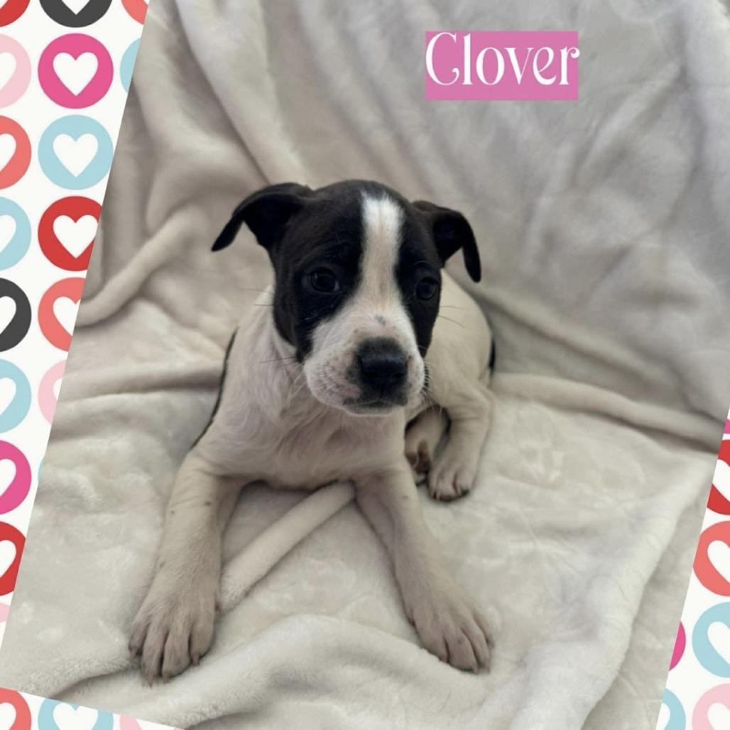 Clover