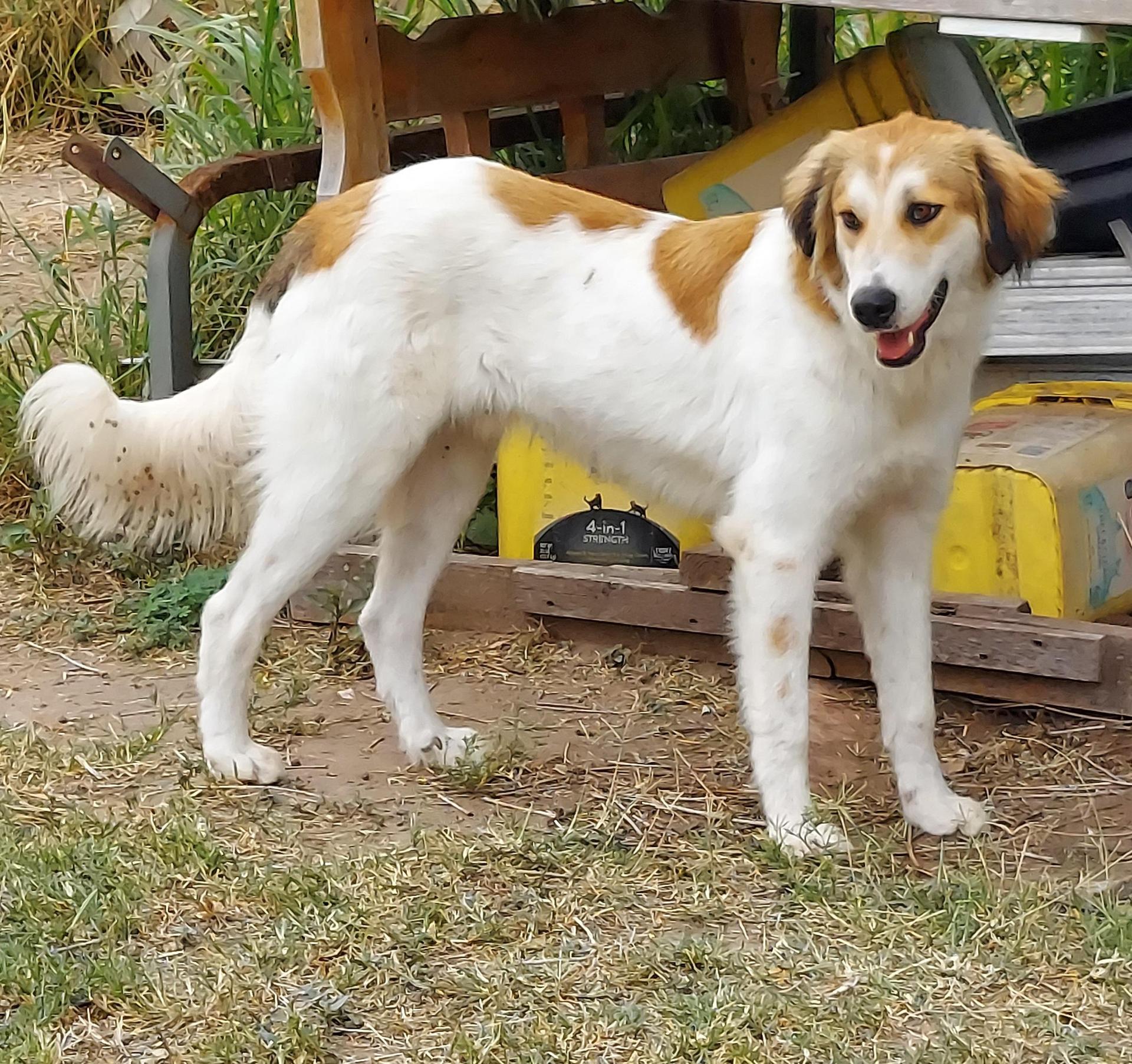 Wilson