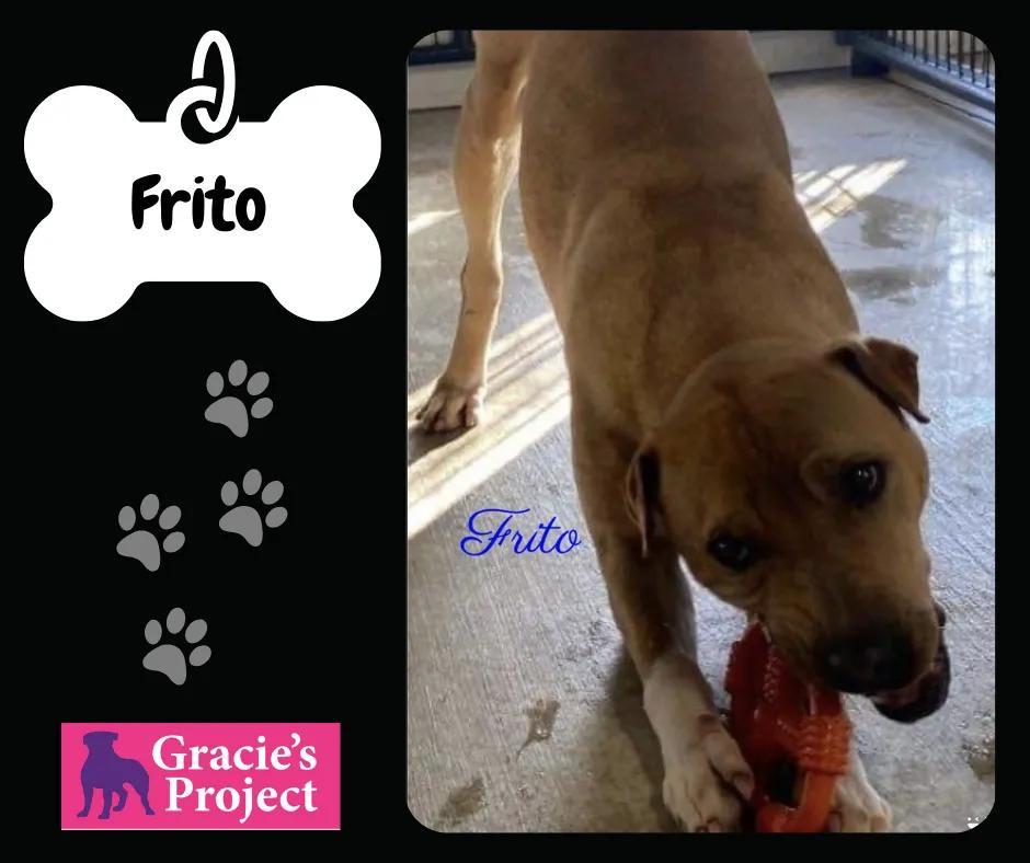 An adult medium-sized male Apricot / Beige Shar-Pei dog named Frito for adoption in Canyon, TX