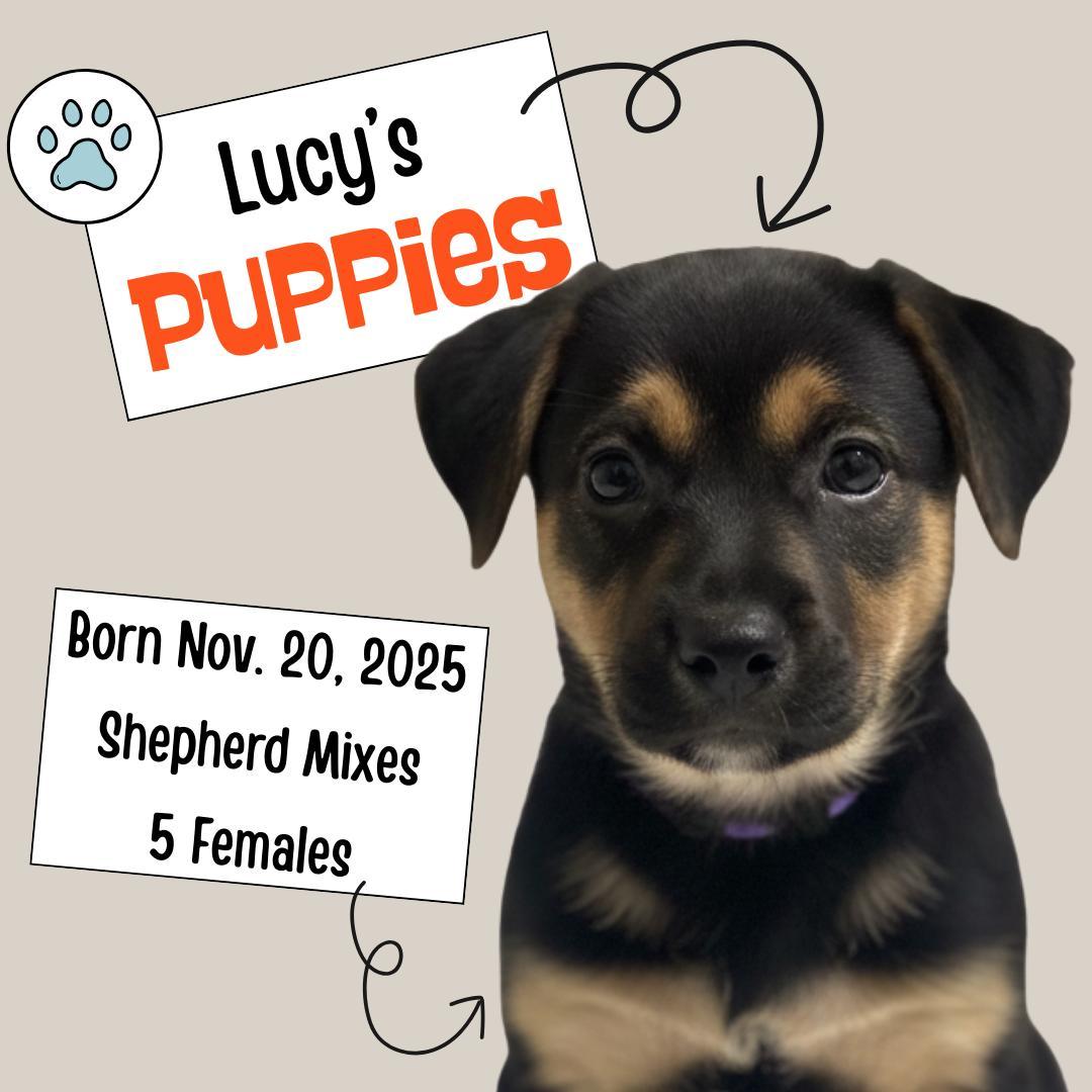 Lucyโs Puppies