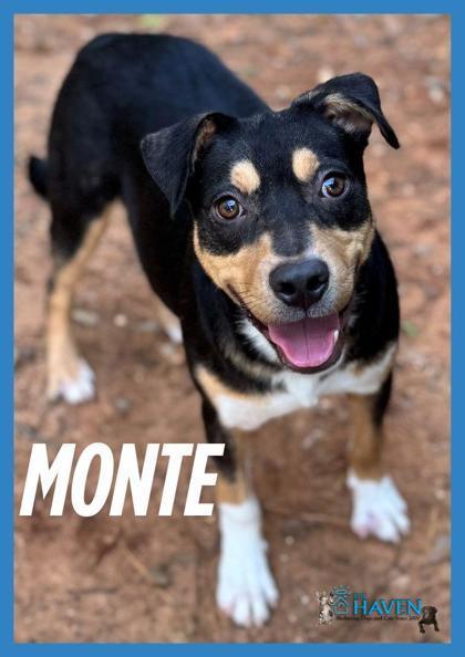 Monte