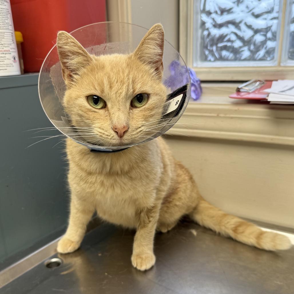 An adult medium-sized female Orange / Red Domestic Short Hair cat named Chardonnay for adoption in Tuscaloosa, AL