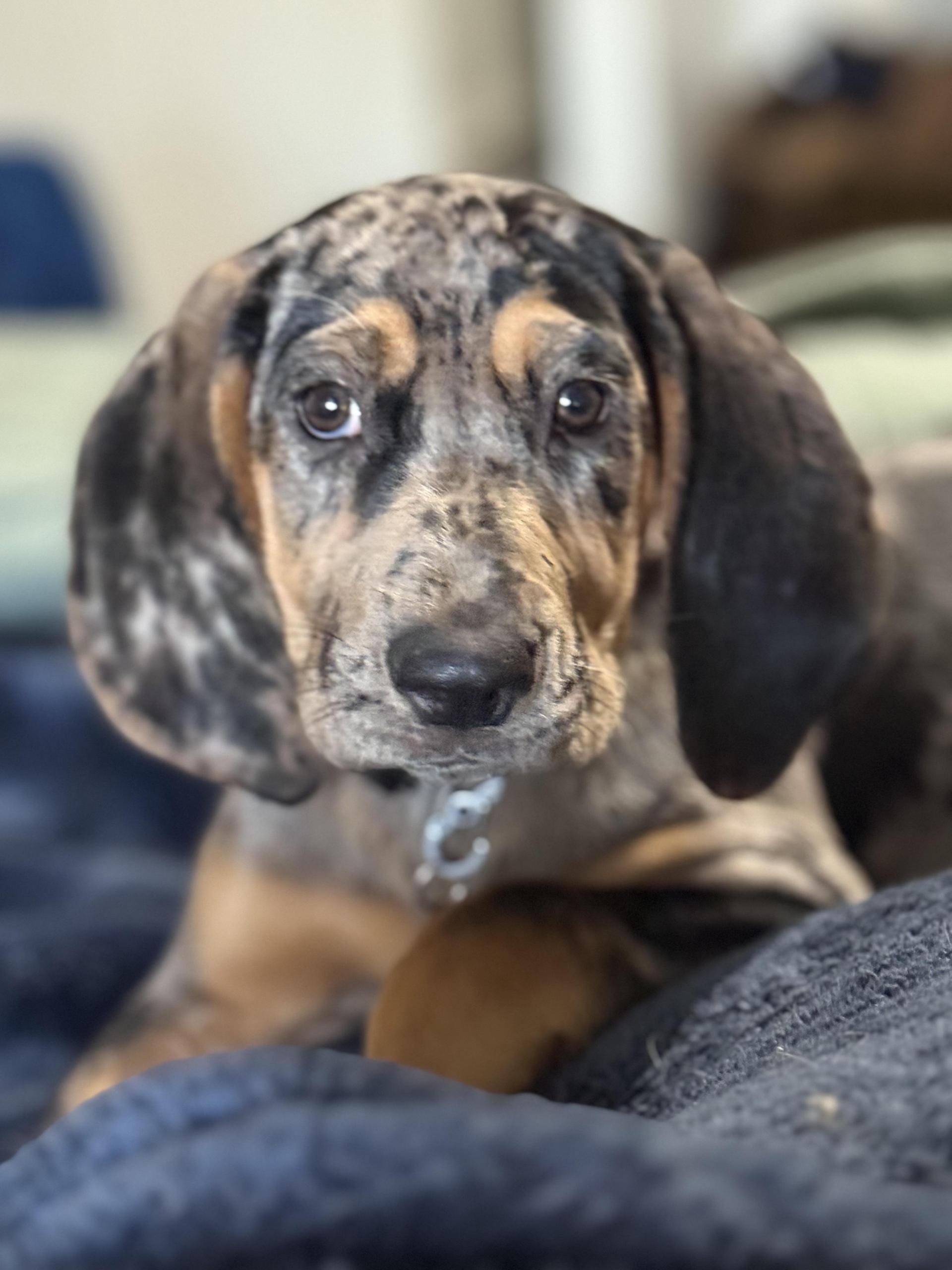 A young medium-sized female Merle (Blue) Catahoula Leopard Dog dog named Georgia for adoption in Folkston, GA