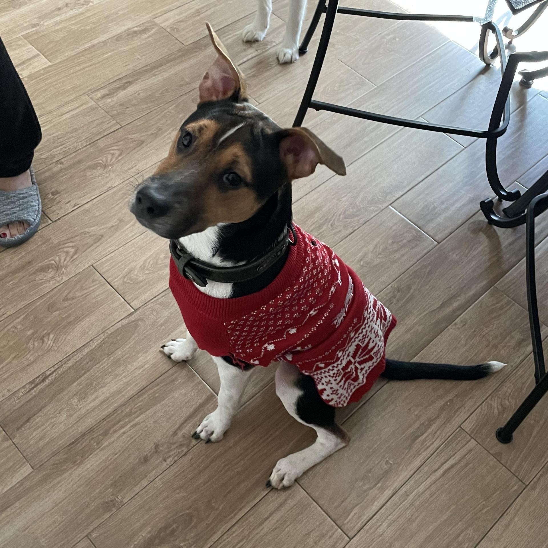 An adult medium-sized male Tricolor (Brown, Black, & White) Australian Kelpie dog named Monk for adoption in Houston, TX