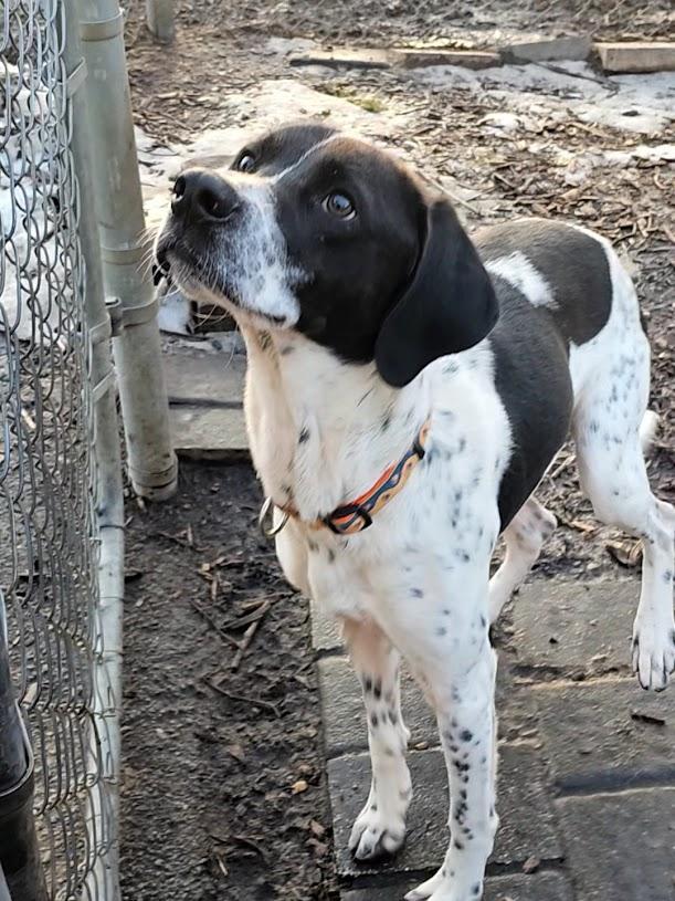 A young medium-sized male Black Brittany Spaniel dog named Jax for adoption in Ringwood, NJ