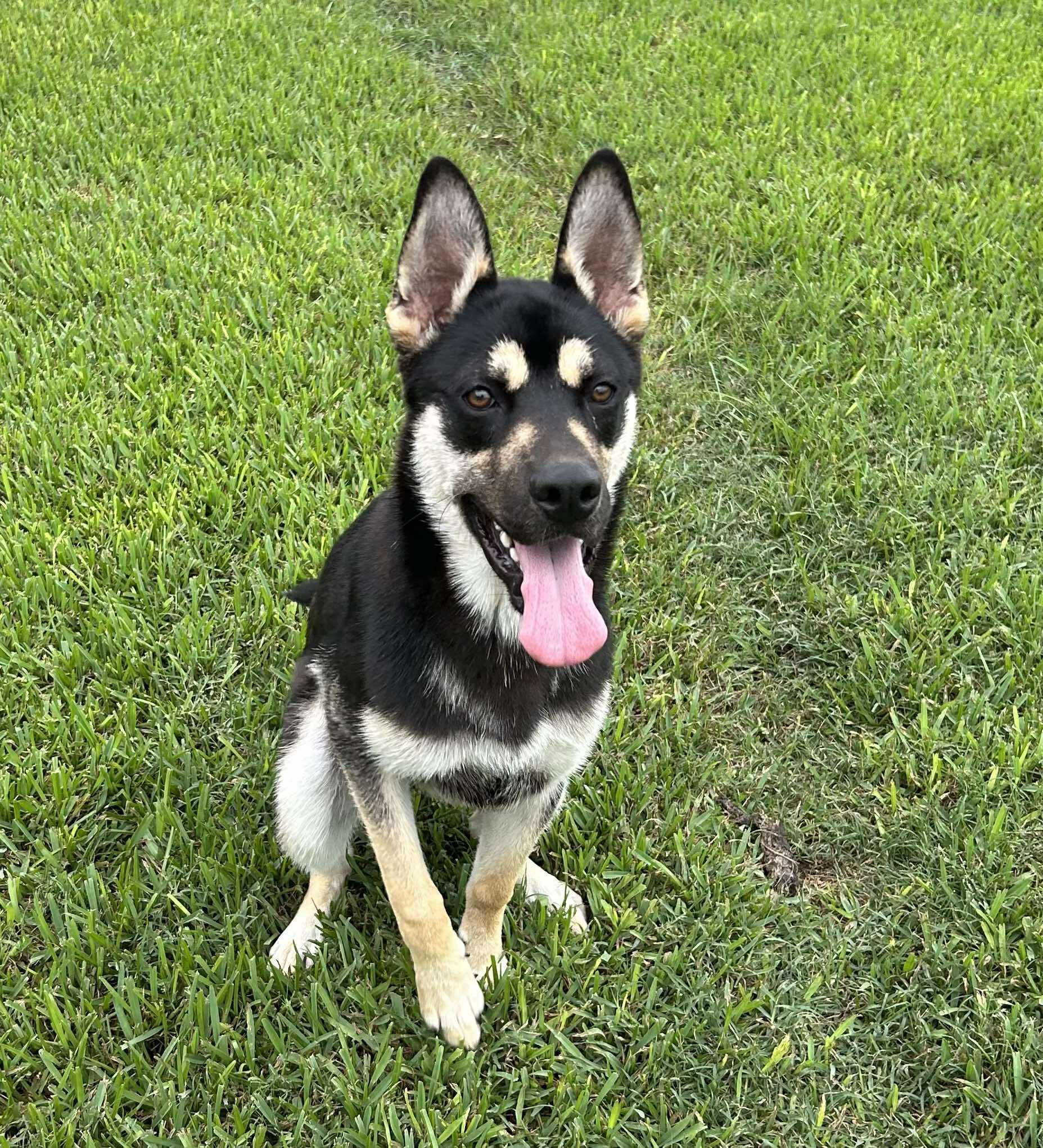 A young medium-sized male Shepherd dog named Charleston for adoption in Montgomery, TX