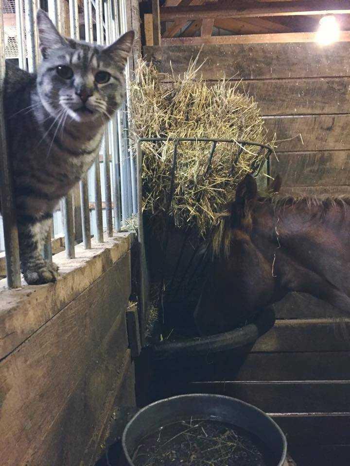 Jasmine Sponsor Only