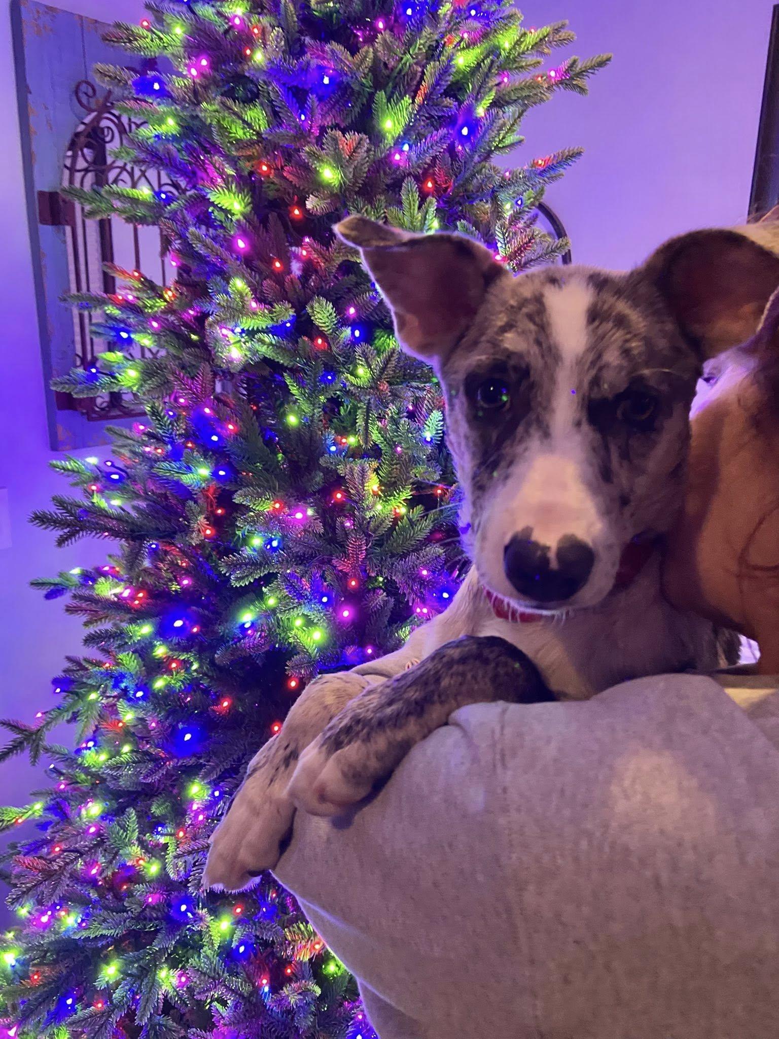 Bella The Beautiful Brindle photo 1