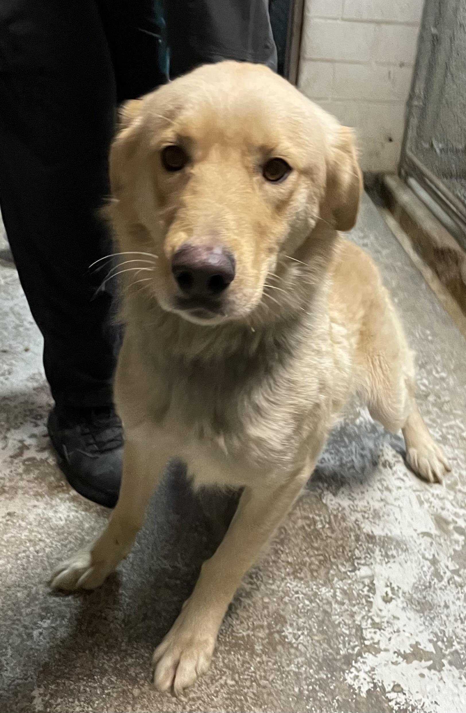 An adult large-sized male Yellow / Tan / Blond / Fawn Golden Retriever dog named Hank Hold for adoption in Canton, OH