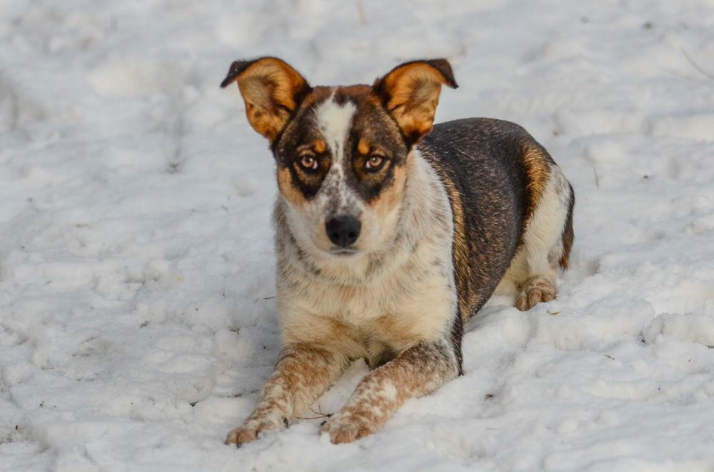 A young medium-sized female Australian Cattle Dog / Blue Heeler dog named Morticia for adoption in Brick, NJ