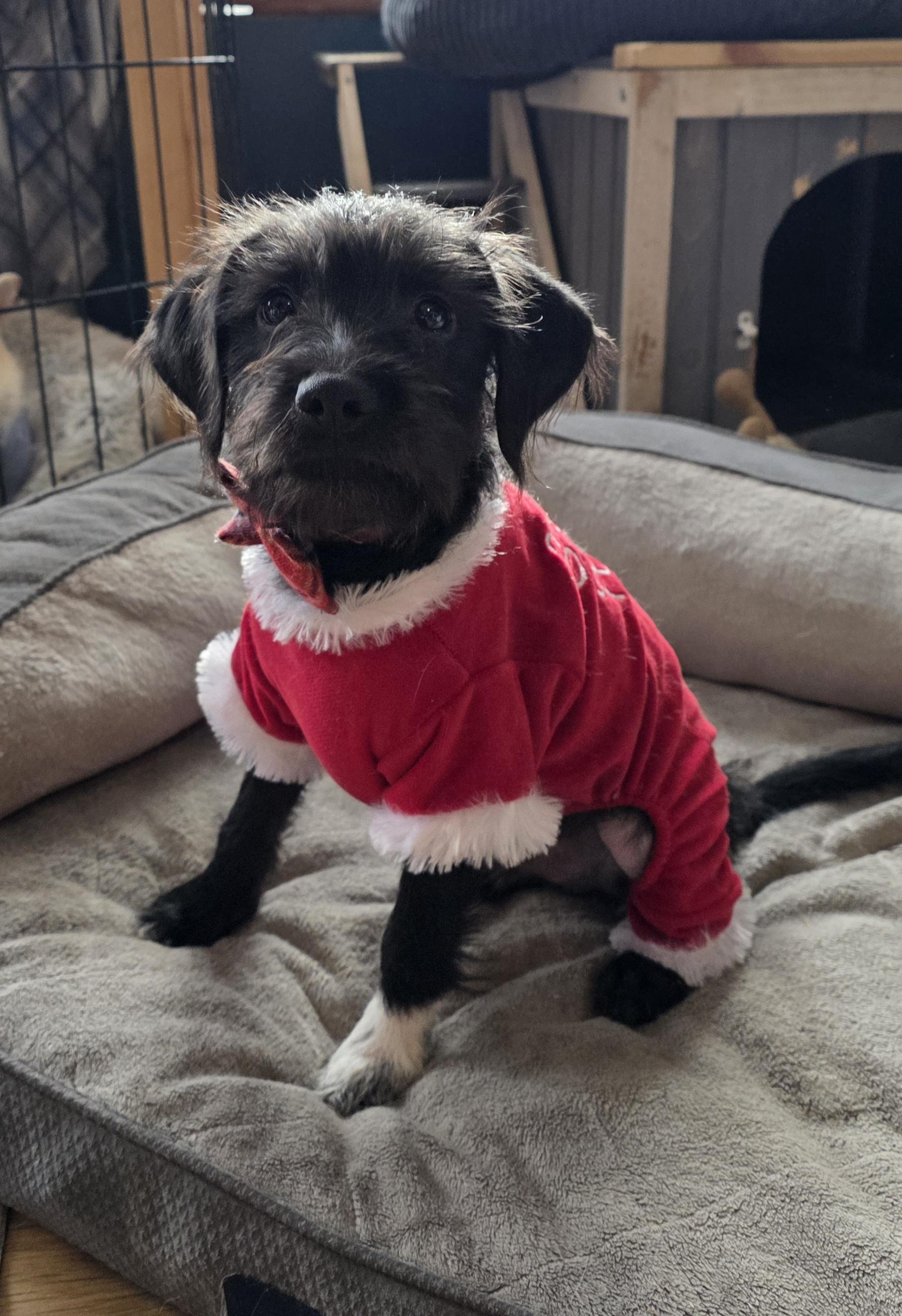A baby small-sized male Black Terrier dog named Drew for adoption in Union Grove, WI