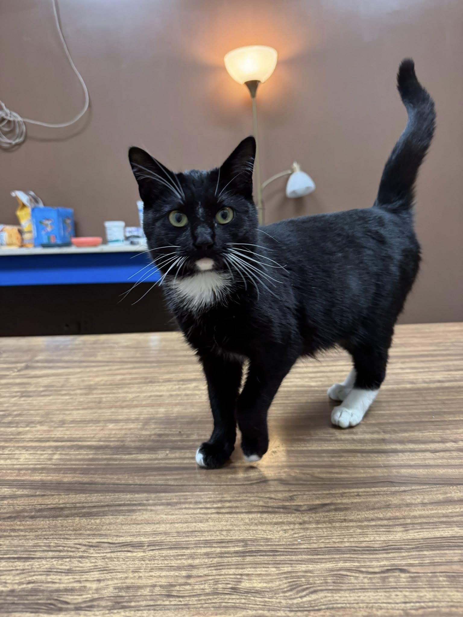 Sweet Stevie photo 1