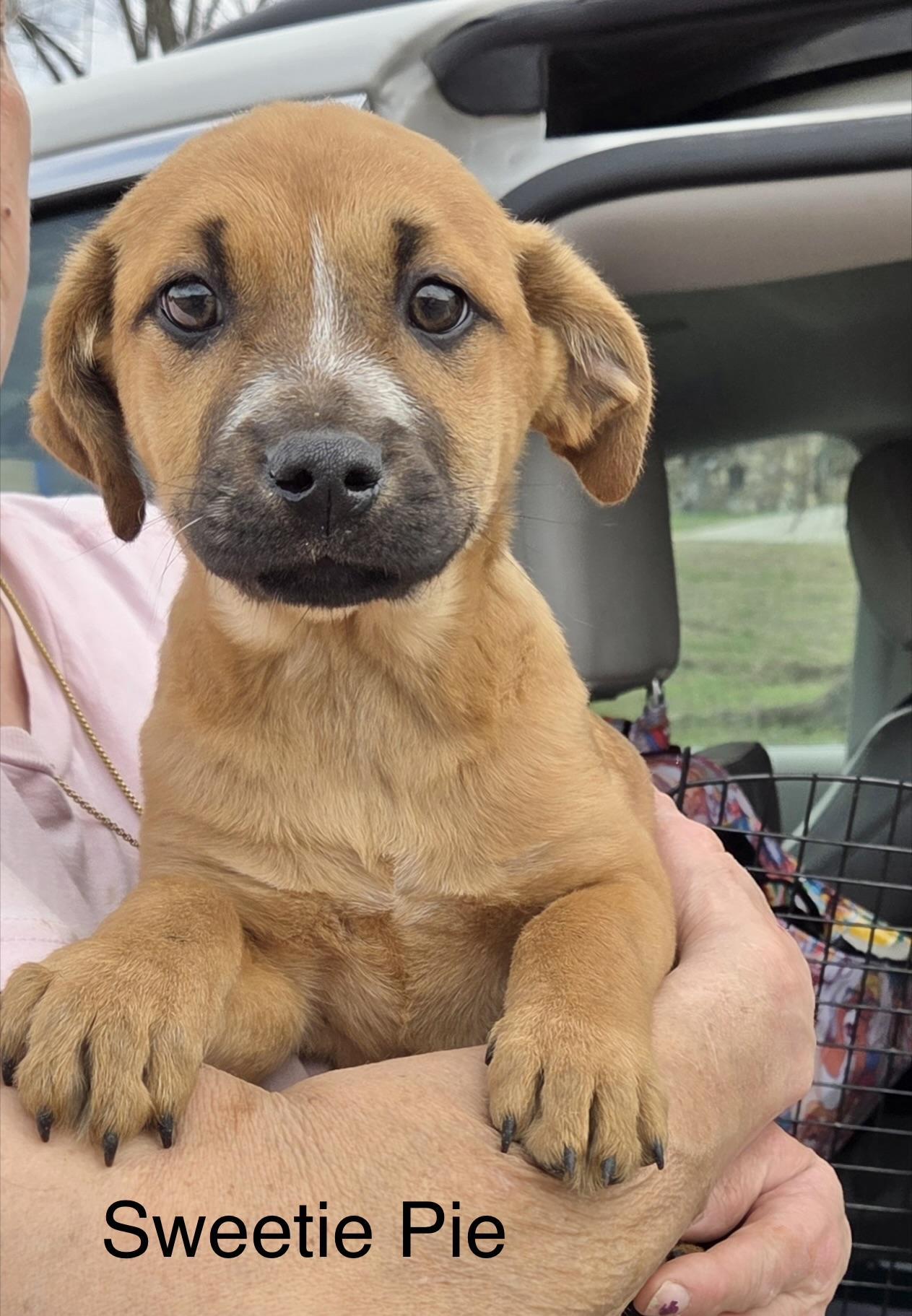 Sweetie Pie