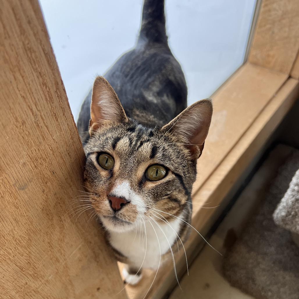 An adult large-sized male Brown / Chocolate Domestic Short Hair cat named Ground Beef for adoption in West Olive, MI