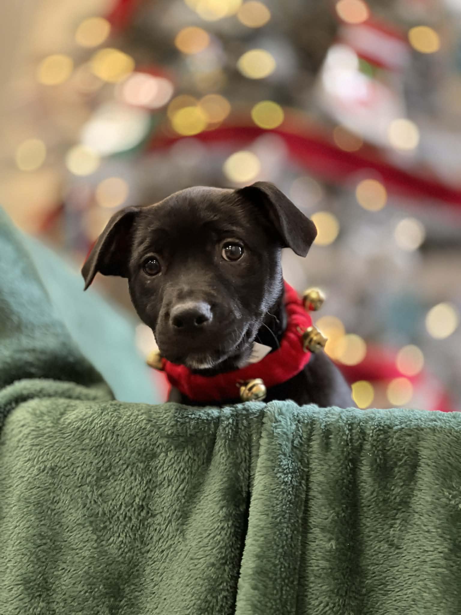 Sadie The Beautiful Lab