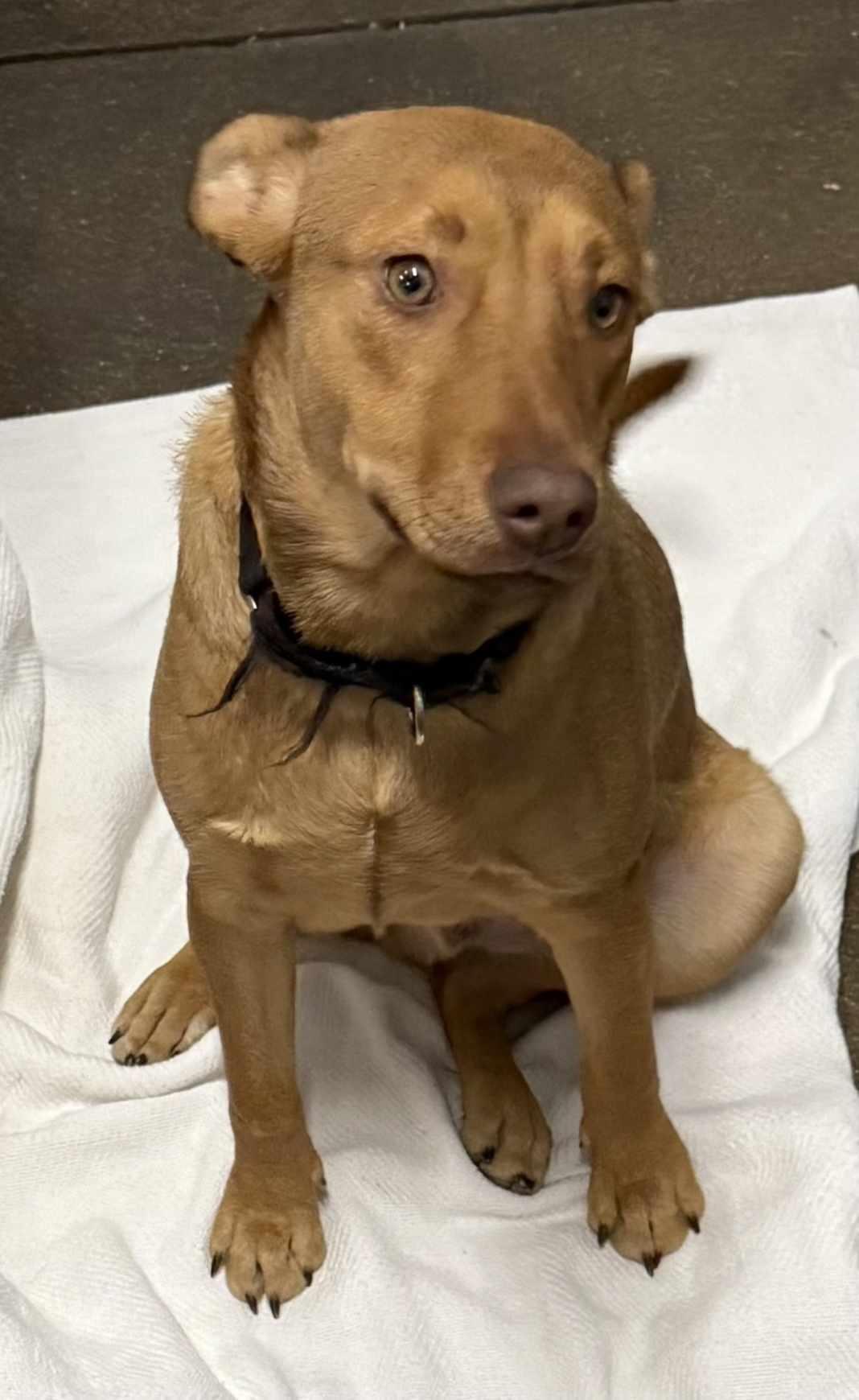 Football Four Buckeye