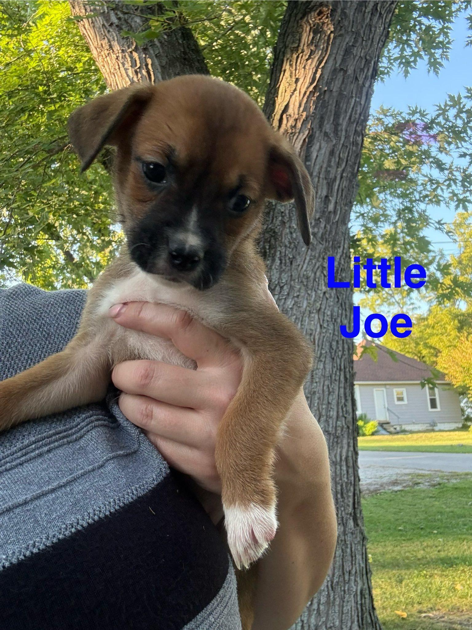 Little Joe