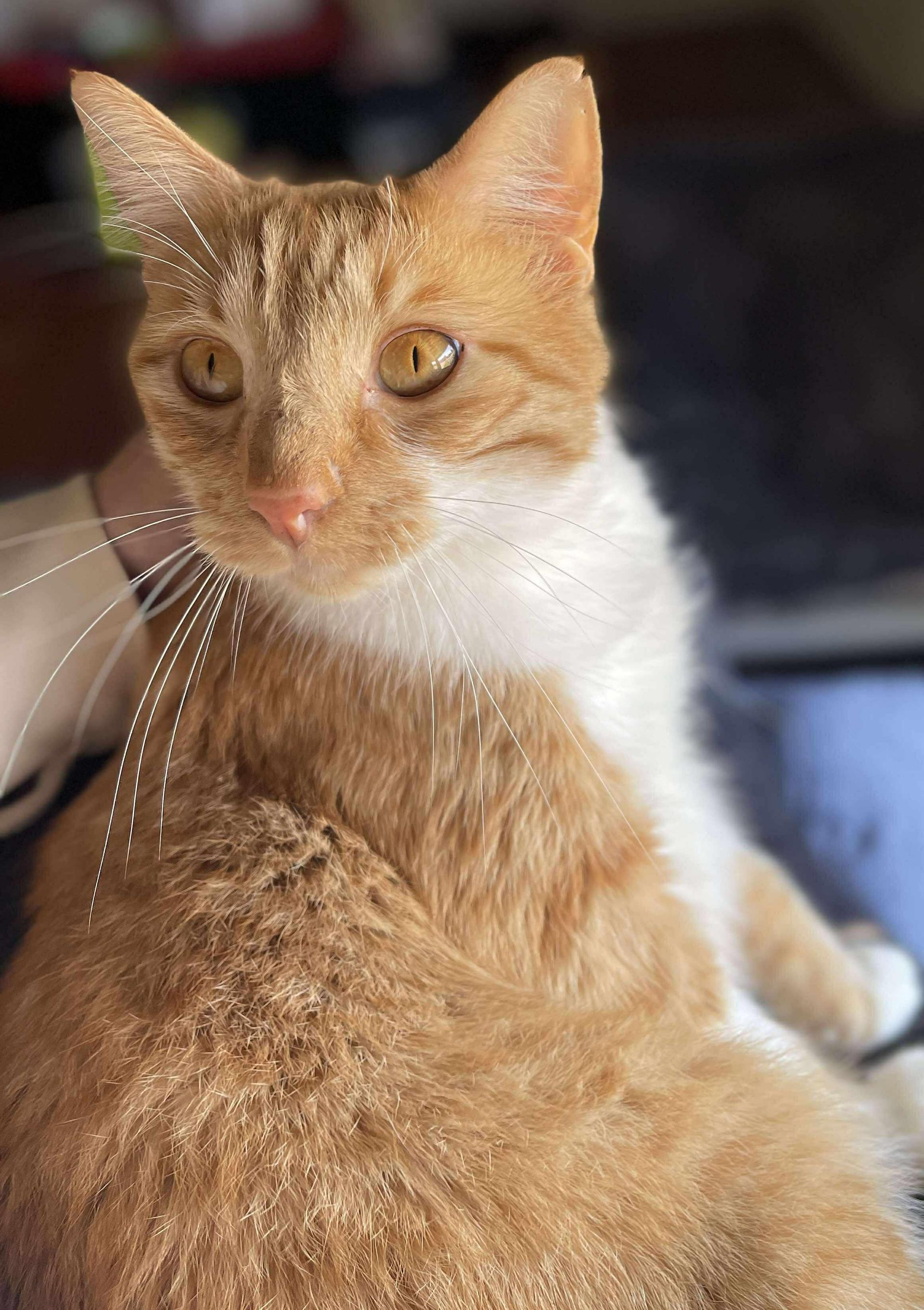 An adult large-sized male Tabby (Orange / Red) Domestic Short Hair cat named Rusty Aka Rustoleum for adoption in Ocean Springs, MS