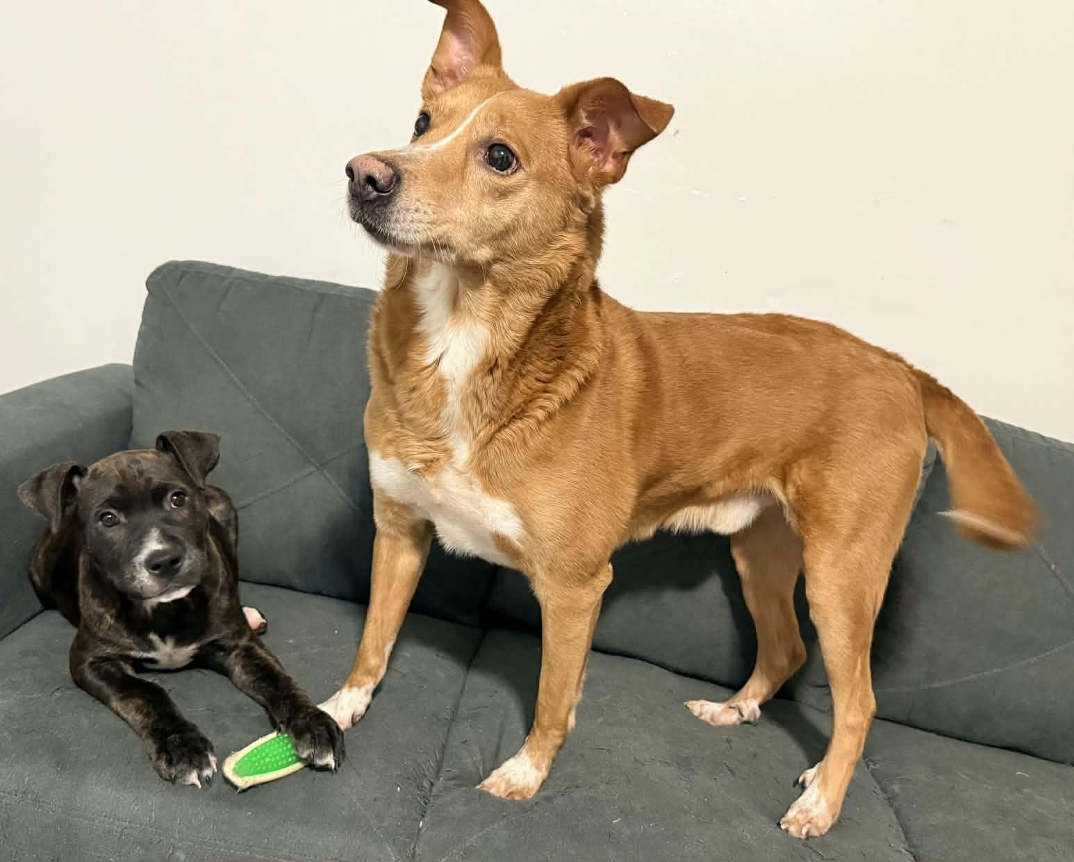 Rudy Rolf Santa photo 1