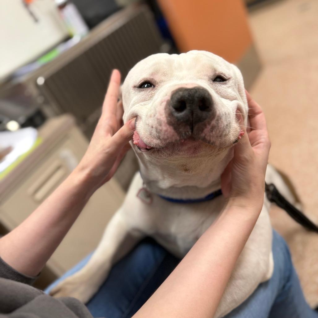 A senior large-sized male White / Cream American Bulldog dog named Hulk % Offsee My for adoption in Springfield, MA