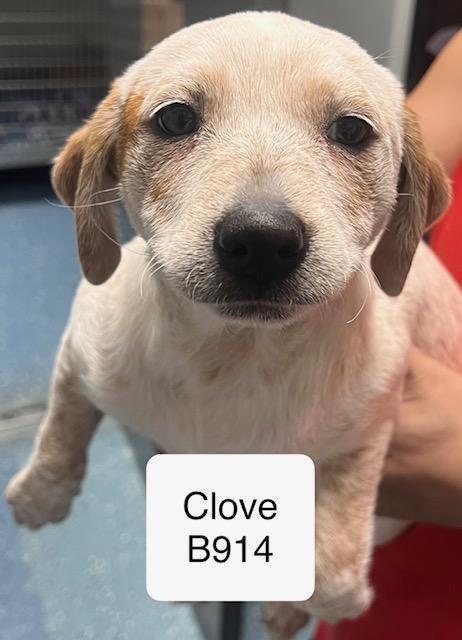 Clove