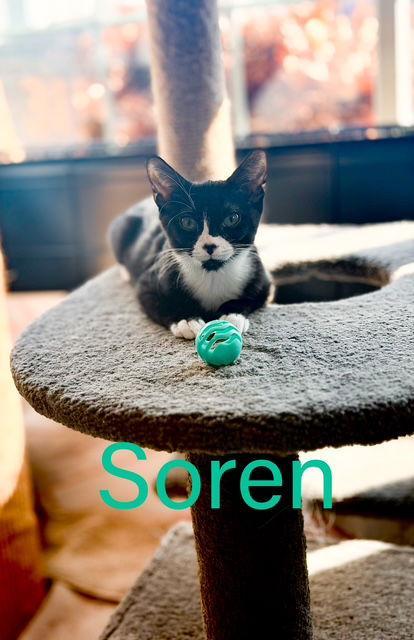 Soren Willow Grove
