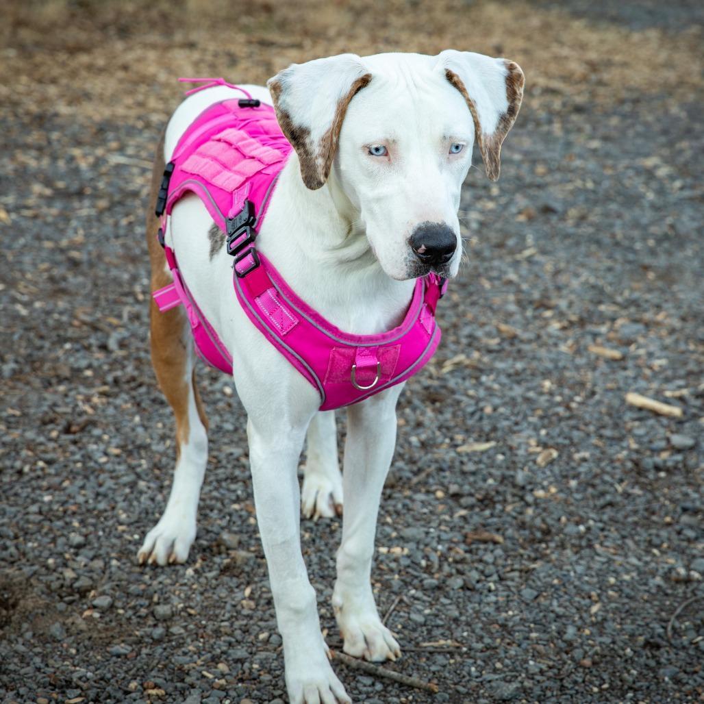 Caleb The Catahoula photo 1