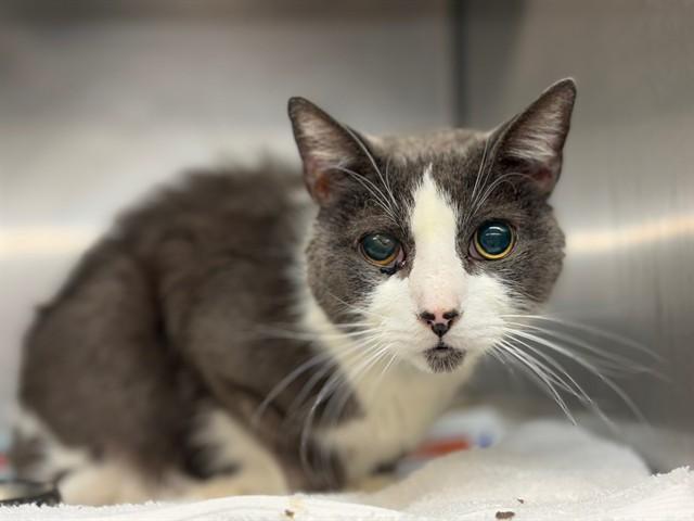 A senior large-sized male Domestic Short Hair cat named Clark for adoption in Rancho Cucamonga, CA