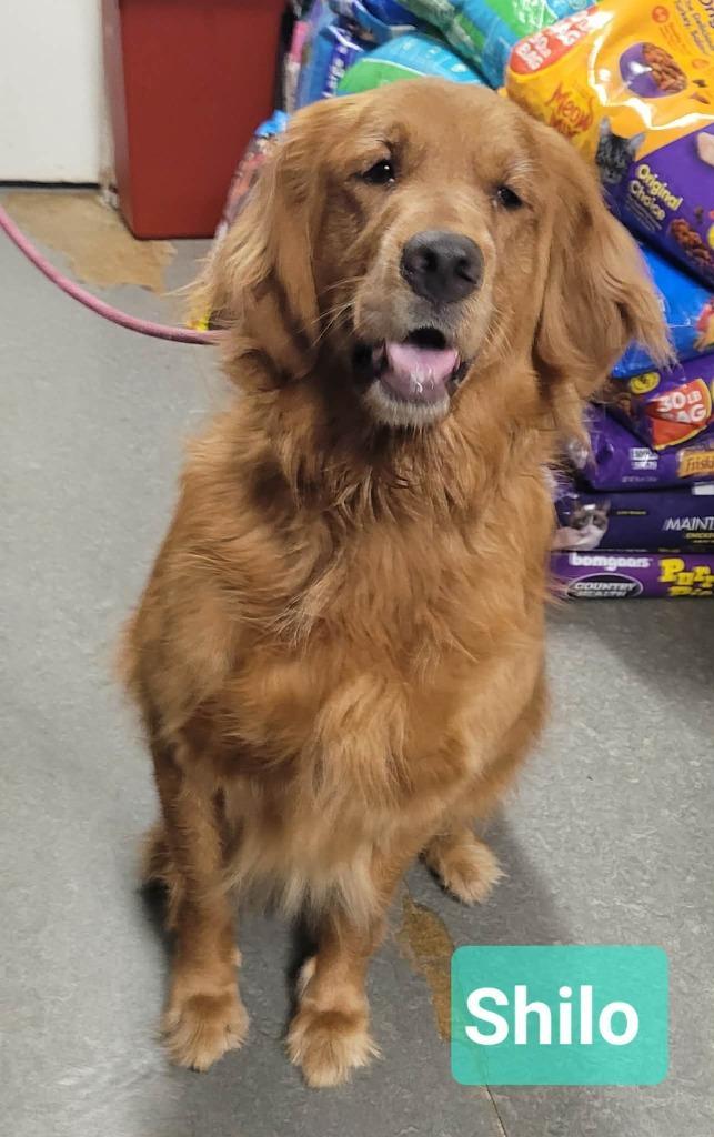 Shilo