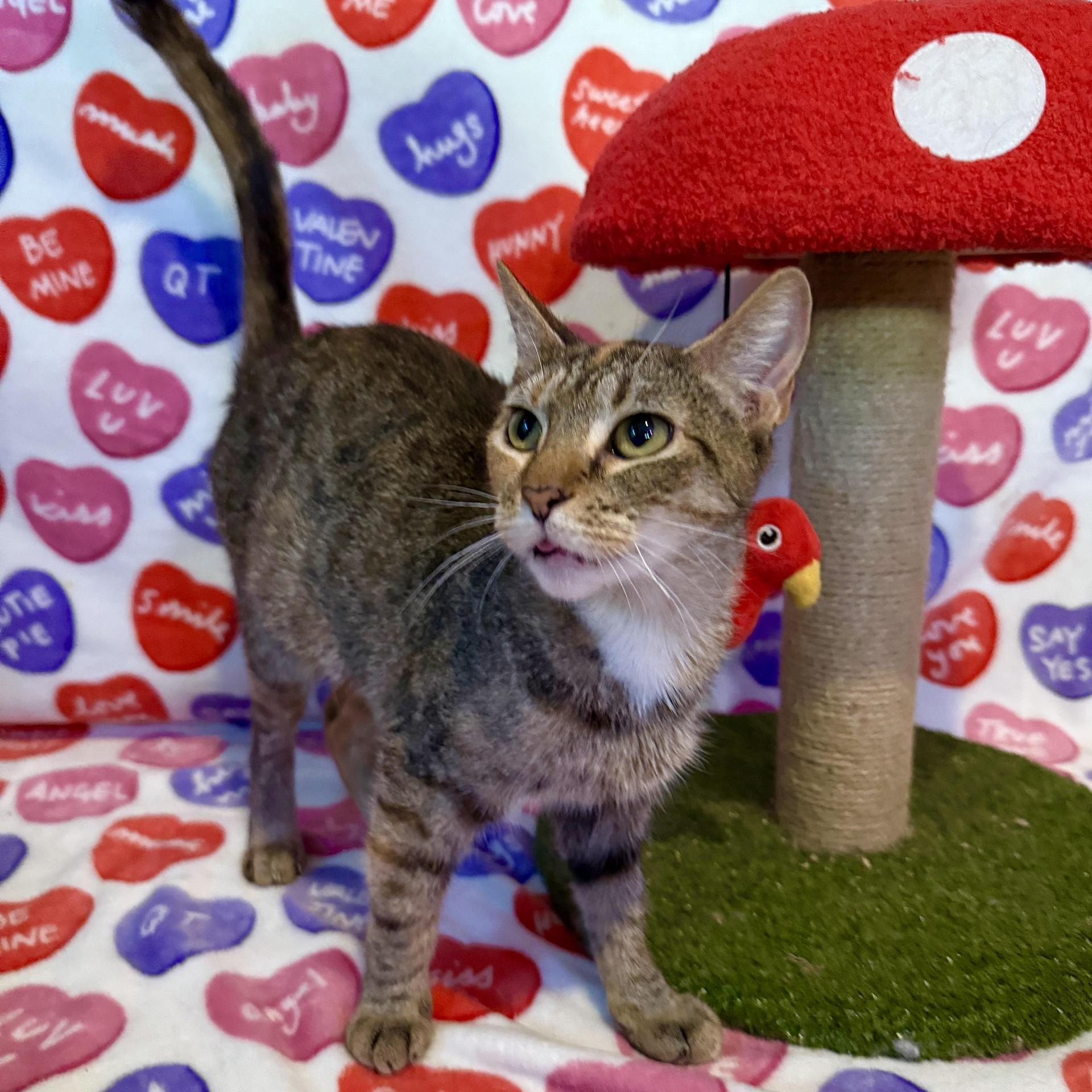 A young medium-sized female Tabby (Brown / Chocolate) Domestic Short Hair cat named Daisy for adoption in Miami, FL