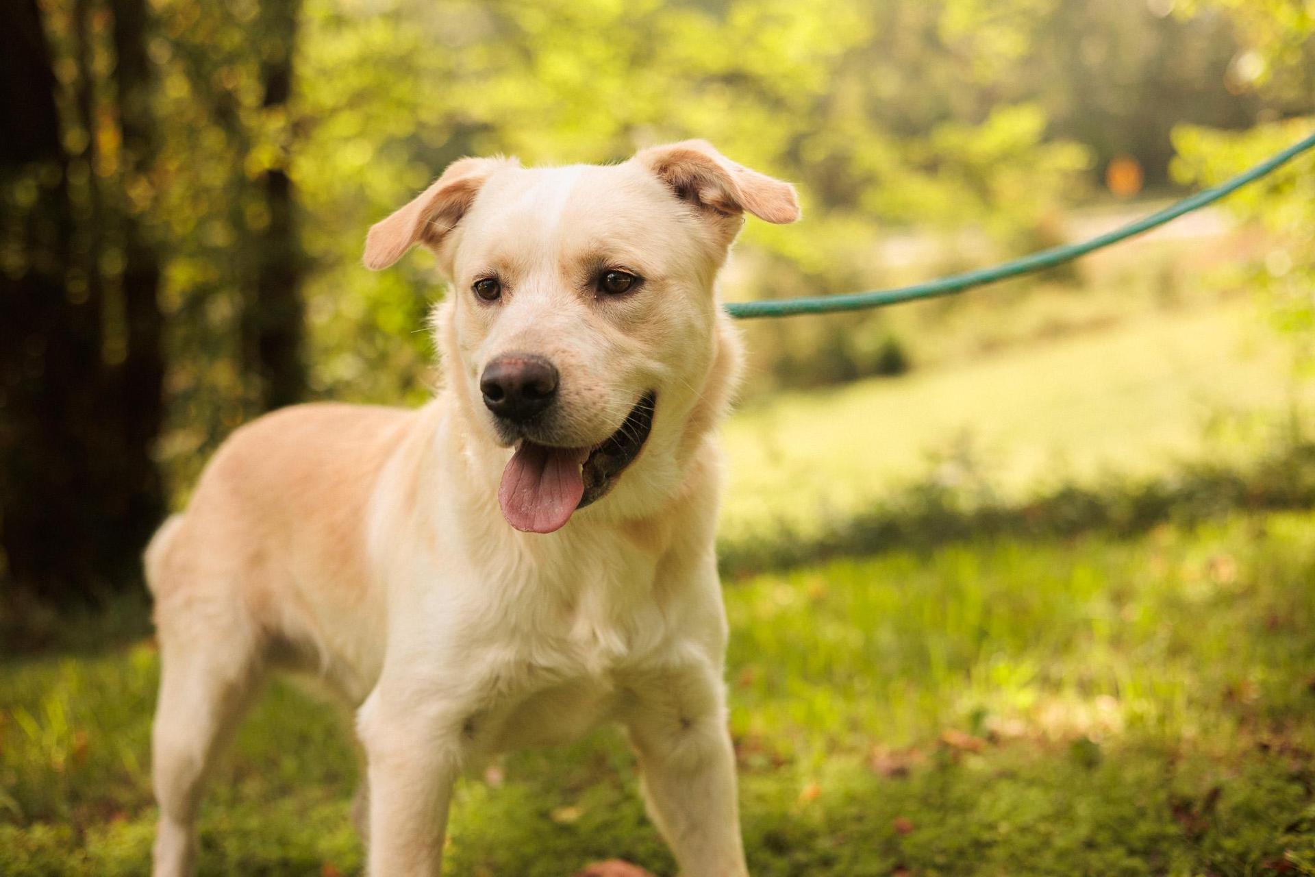 An adult large-sized male Apricot / Beige Labrador Retriever dog named Jonesy Transport for adoption in Gradyville, KY