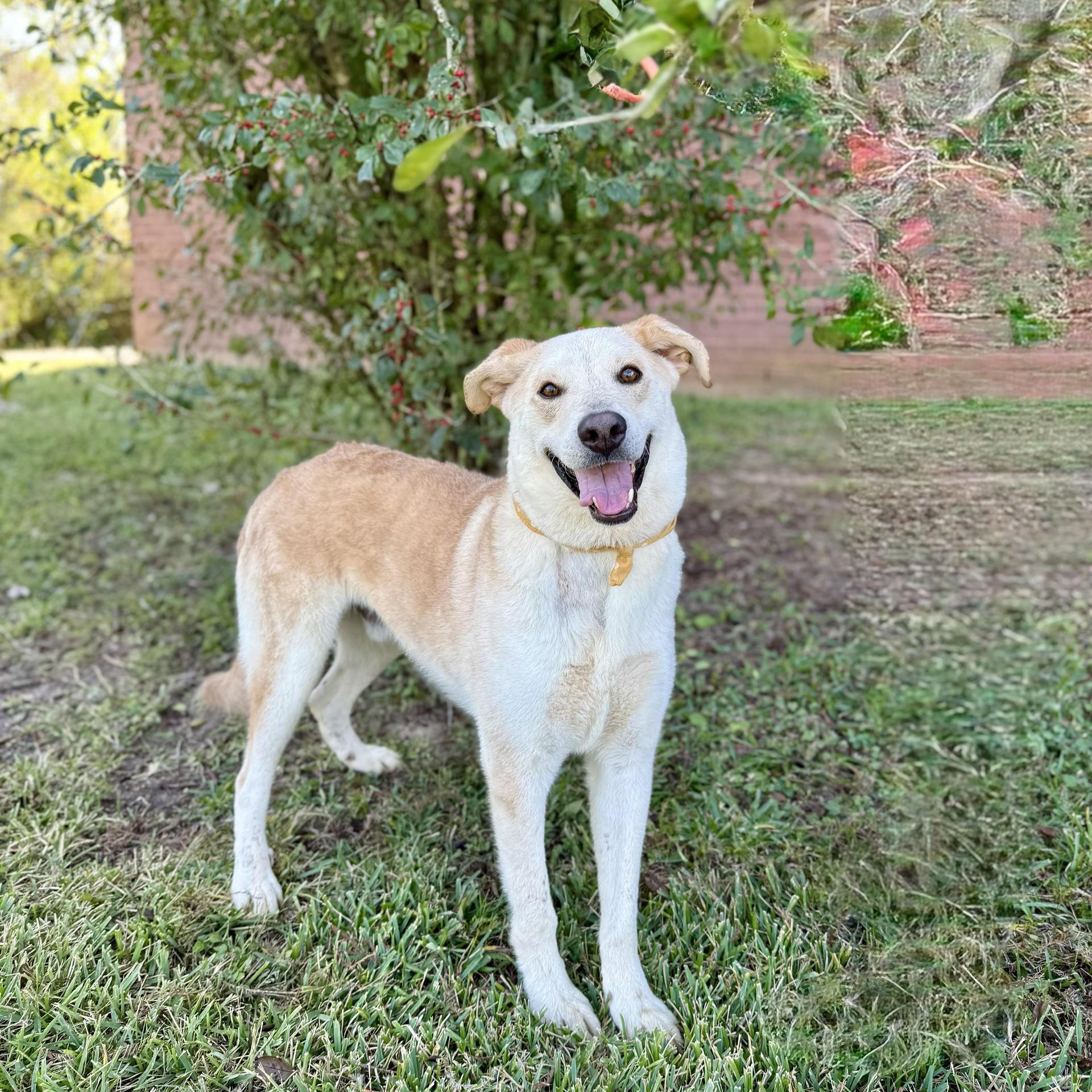 A senior large-sized male Yellow Labrador Retriever dog named Nevada for adoption in angleton, TX
