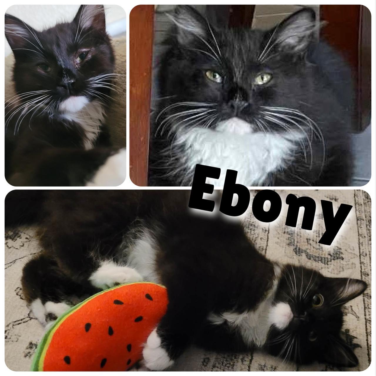 Ebony