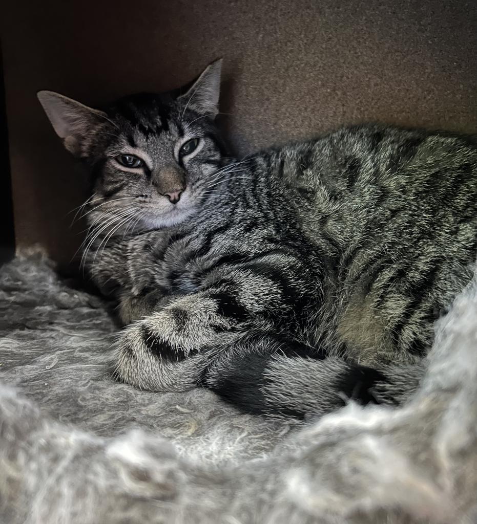 An adult small-sized male Domestic Short Hair cat named Jep for adoption in Jim Thorpe, PA