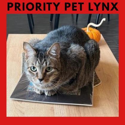 Lynx `a Priority Pet`
