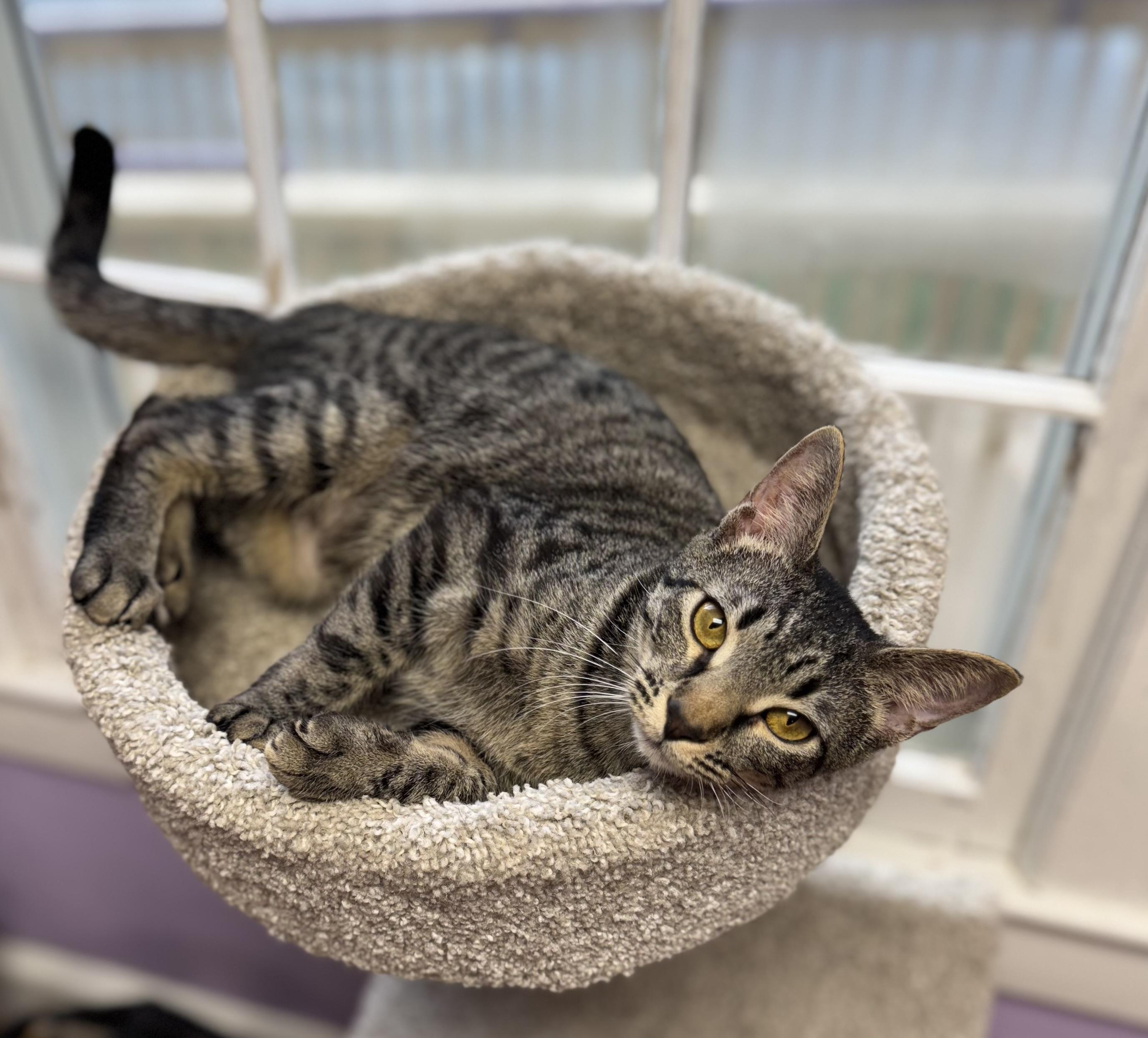 Cheerio Female Tabby