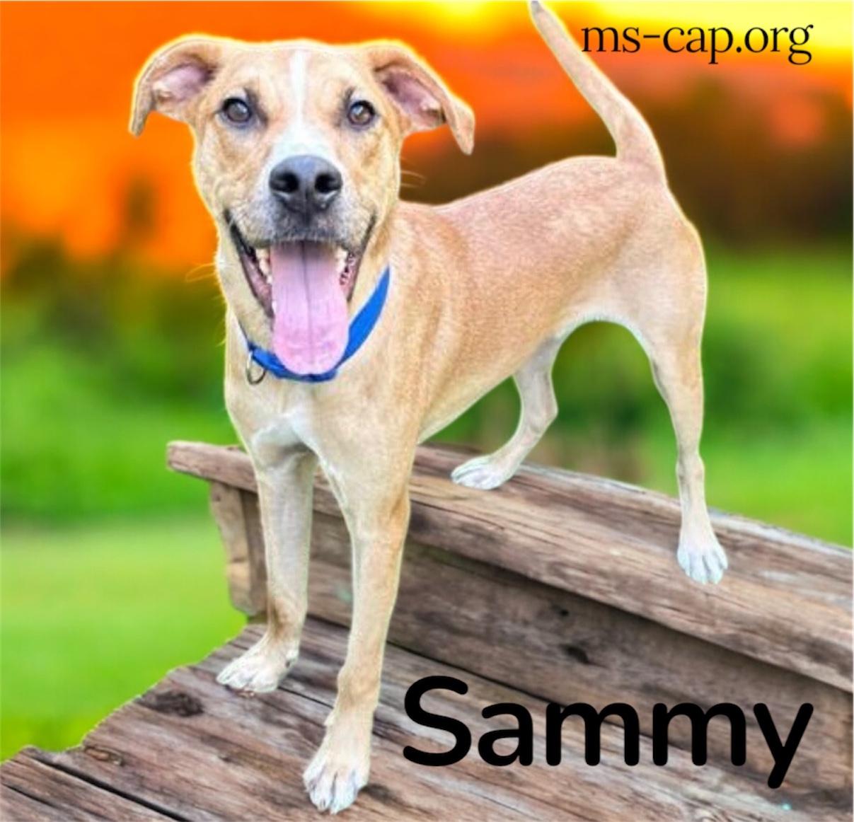 Sammy