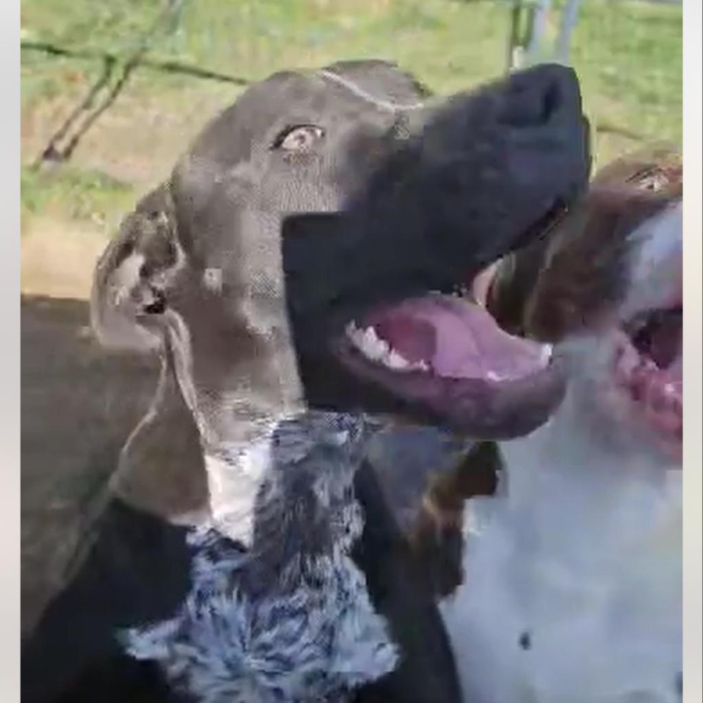 Poppy Pawsinprison Graduate