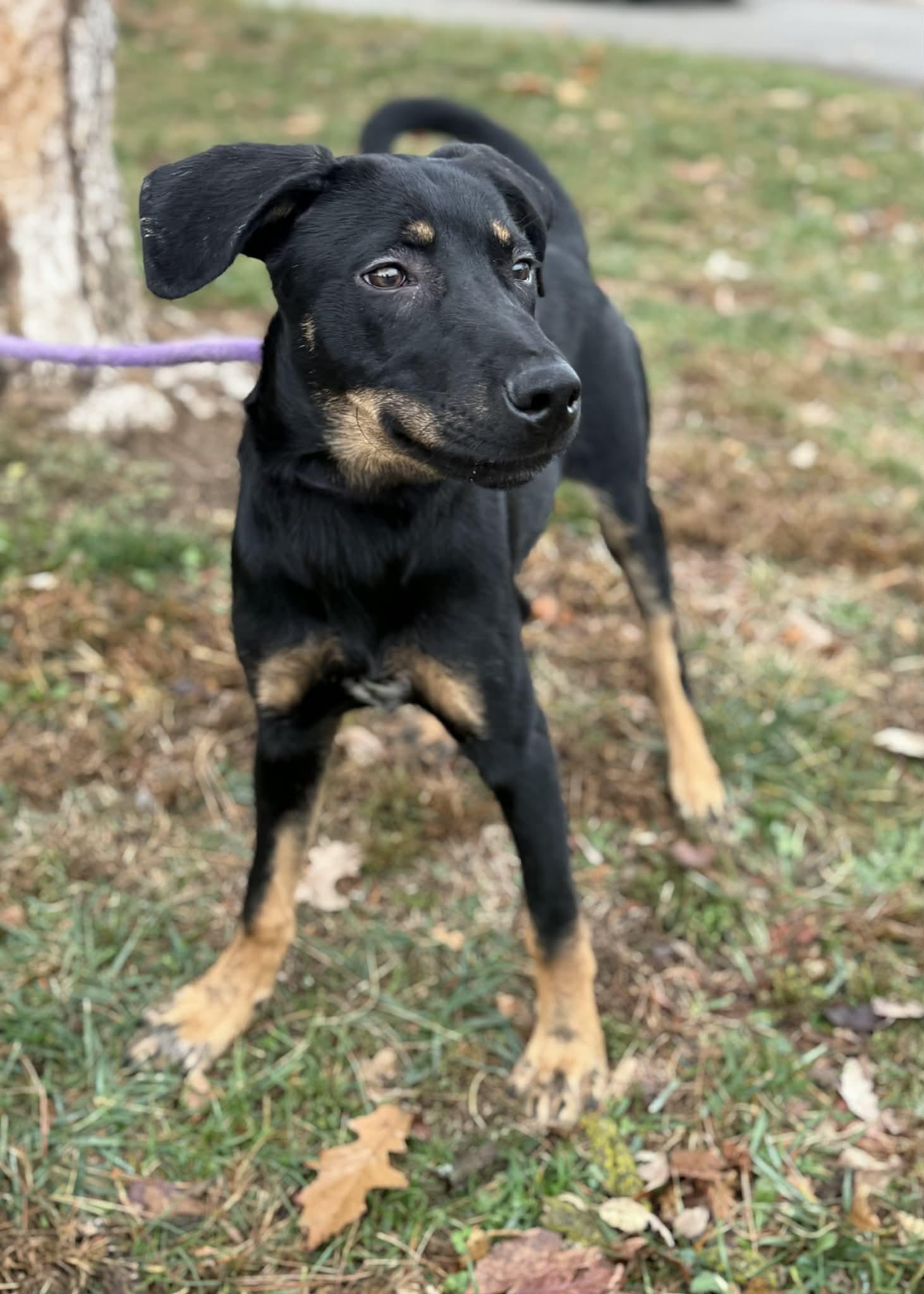 A young medium-sized male Black Mixed Breed dog named Tucker for adoption in Springfield, IL
