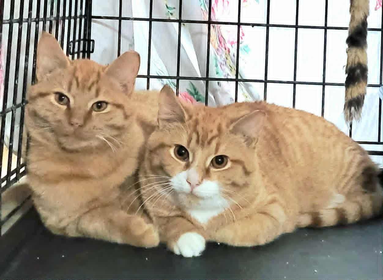 Bonded Brothers Jesse